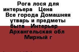 Рога лося для интерьера › Цена ­ 3 300 - Все города Домашняя утварь и предметы быта » Интерьер   . Архангельская обл.,Мирный г.